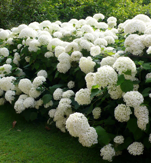 Hortensia 'Annabelle'