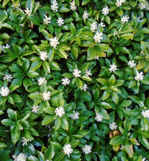 Pachysandra Terminalis
